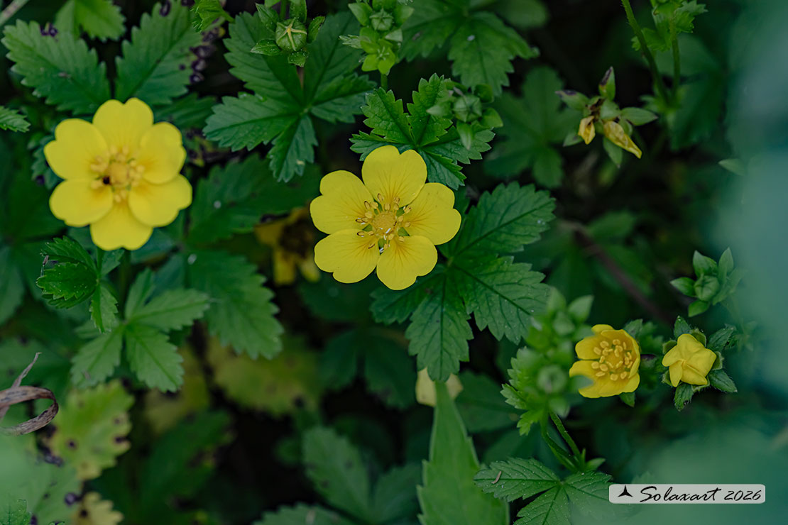 Potentilla reptans